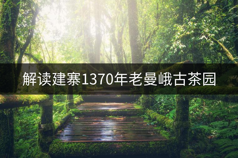 解讀建寨1370年老曼峨古茶園 解讀建寨1370年老曼峨古茶園