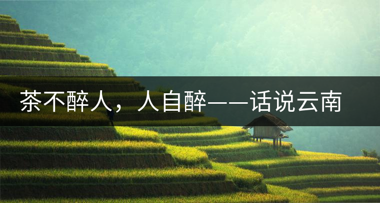 茶不醉人，人自醉——話說云南冰島普洱茶