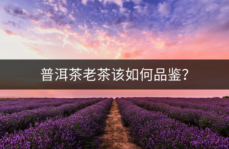 普洱茶老茶該如何品鑒？