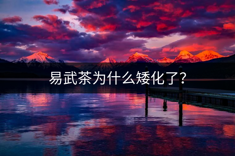 易武茶為什么矮化了？