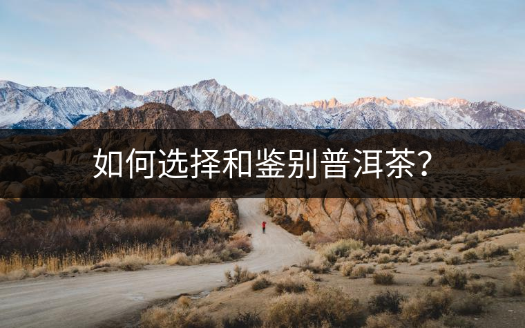 如何選擇和鑒別普洱茶？