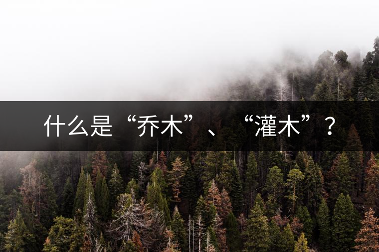 什么是“喬木”、“灌木”？