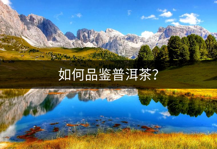 如何品鑒普洱茶？