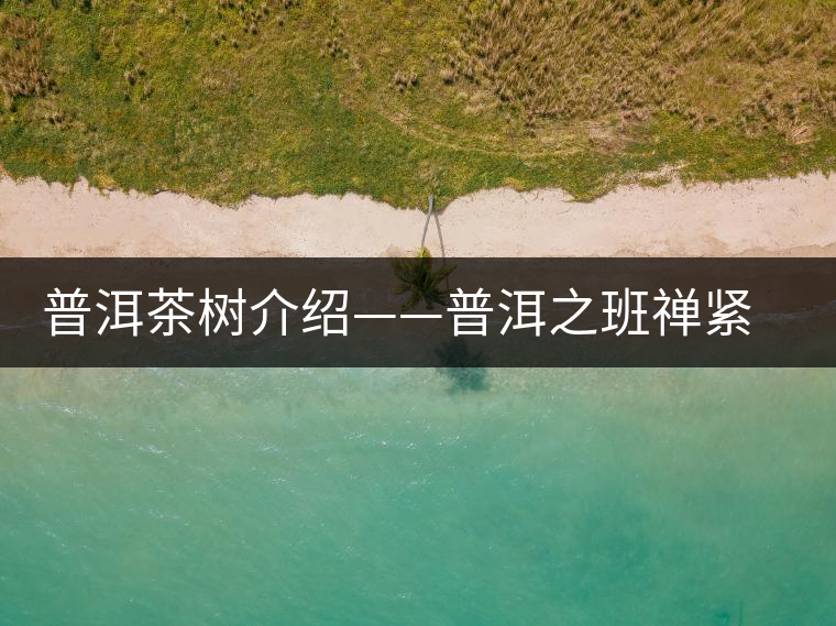 普洱茶樹介紹——普洱之班禪緊茶 普洱茶樹介紹——普洱之班禪緊茶