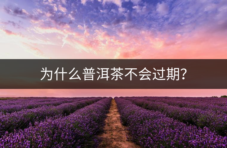 為什么普洱茶不會過期？