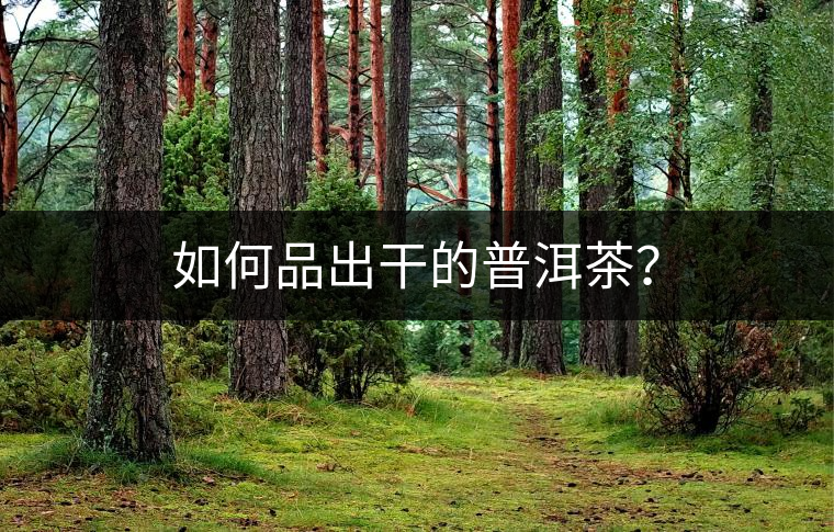 如何品出干的普洱茶？