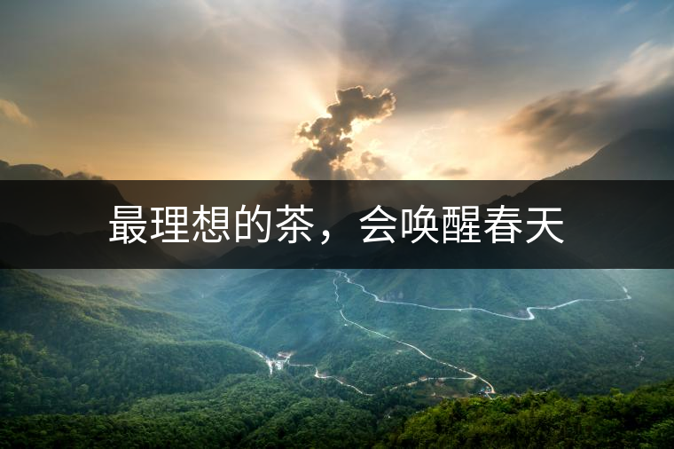 最理想的茶，會喚醒春天