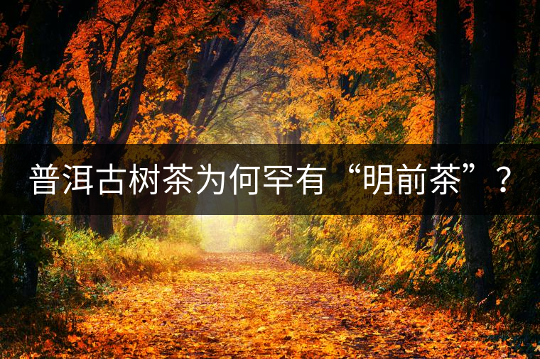 普洱古樹茶為何罕有“明前茶”？