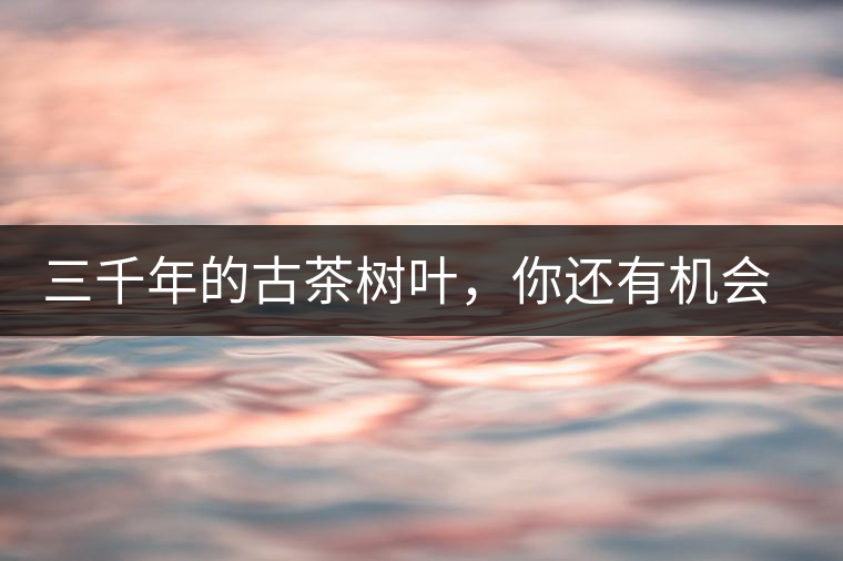 三千年的古茶樹葉，你還有機(jī)會喝到嗎？