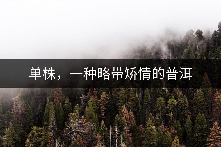 單株，一種略帶矯情的普洱