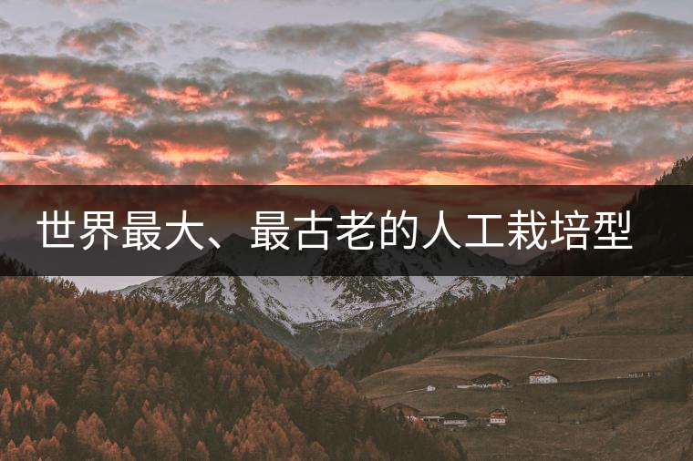 世界最大、最古老的人工栽培型的古茶樹(shù)——香竹箐茶祖