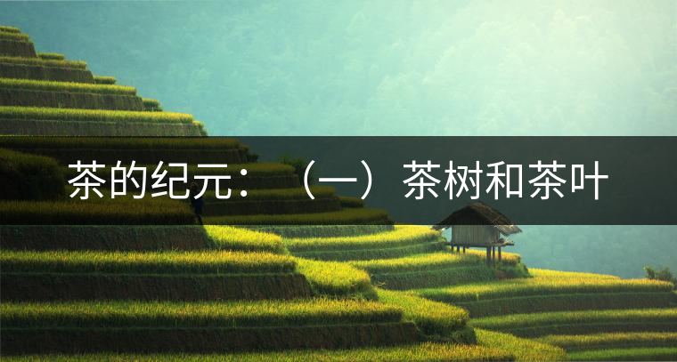 茶的紀元：（一）茶樹和茶葉