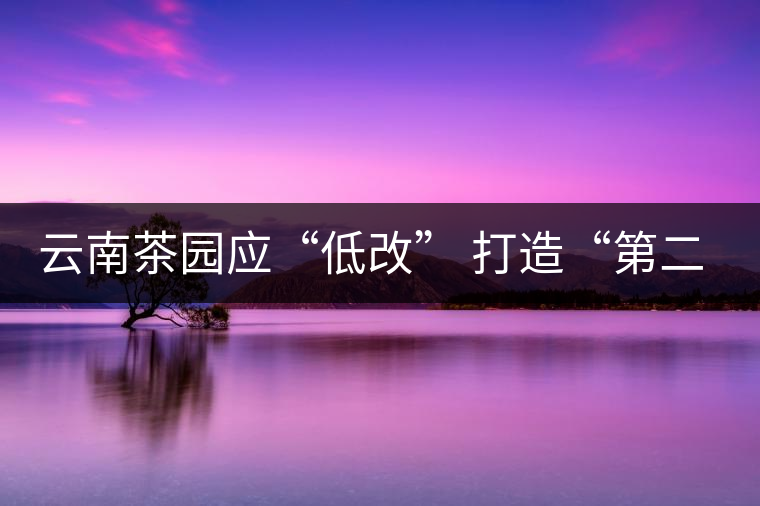 云南茶園應(yīng)“低改” 打造“第二個(gè)景邁山” 云南茶園應(yīng)“低改” 打造“第二個(gè)景邁山”
