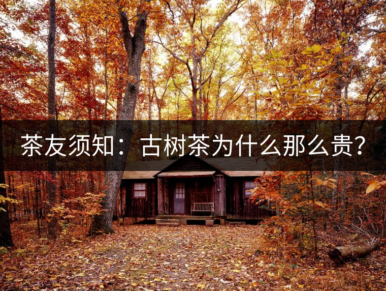 茶友須知：古樹茶為什么那么貴？
