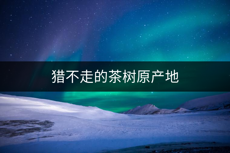 獵不走的茶樹(shù)原產(chǎn)地