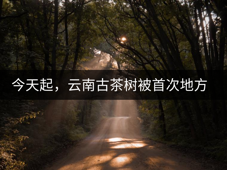 今天起，云南古茶樹被首次地方立法保護