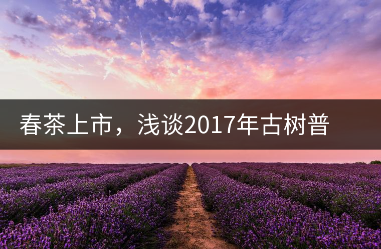 春茶上市，淺談2017年古樹普洱茶的市場增值潛力
