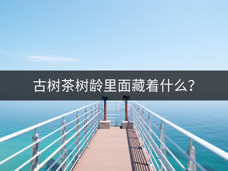 古樹茶樹齡里面藏著什么？