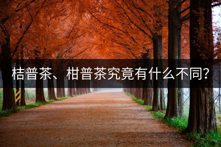 桔普茶、柑普茶究竟有什么不同？