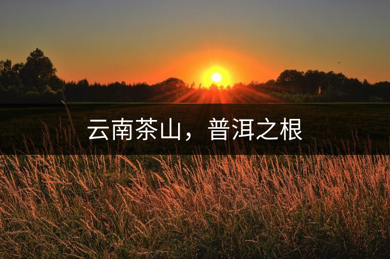 云南茶山，普洱之根