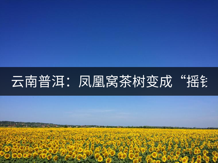 云南普洱：鳳凰窩茶樹(shù)變成“搖錢(qián)樹(shù)”