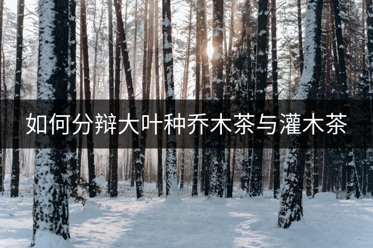 如何分辯大葉種喬木茶與灌木茶