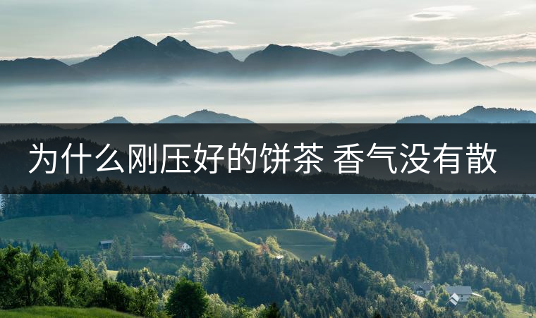 為什么剛壓好的餅茶 香氣沒(méi)有散茶好？