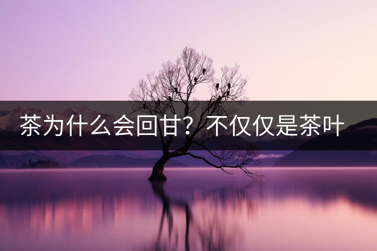 茶為什么會(huì)回甘？不僅僅是茶葉中含糖那么簡單