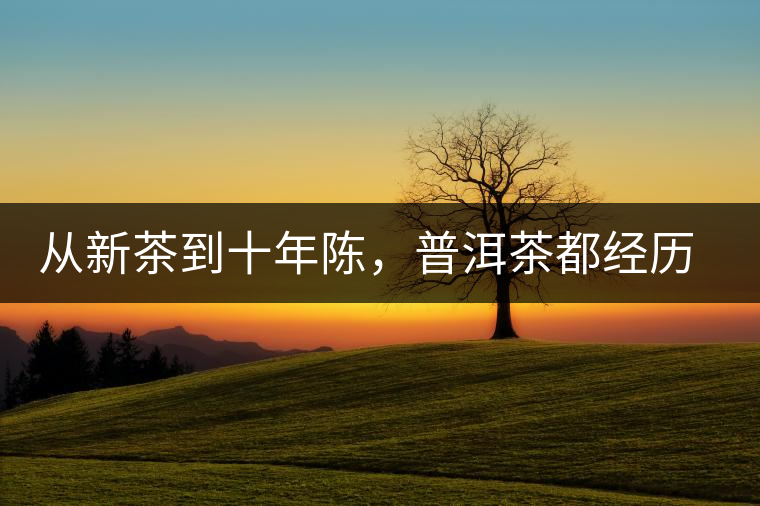 從新茶到十年陳，普洱茶都經(jīng)歷了什么？
