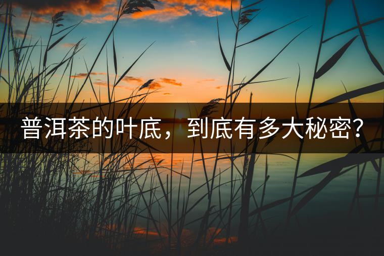 普洱茶的葉底，到底有多大秘密？