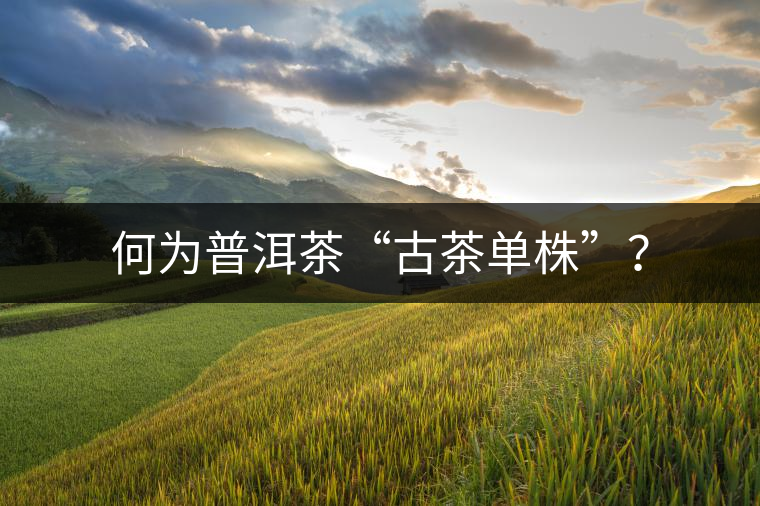 何為普洱茶“古茶單株”？