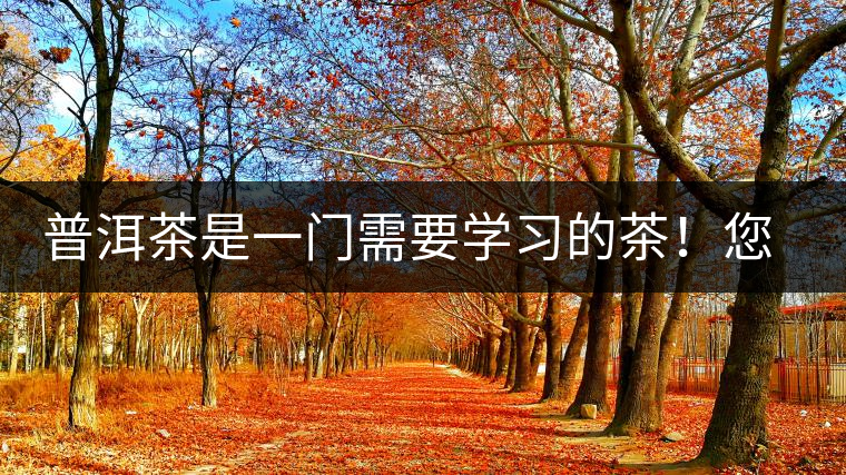 普洱茶是一門需要學習的茶！您學到了多少？看看專家怎么說