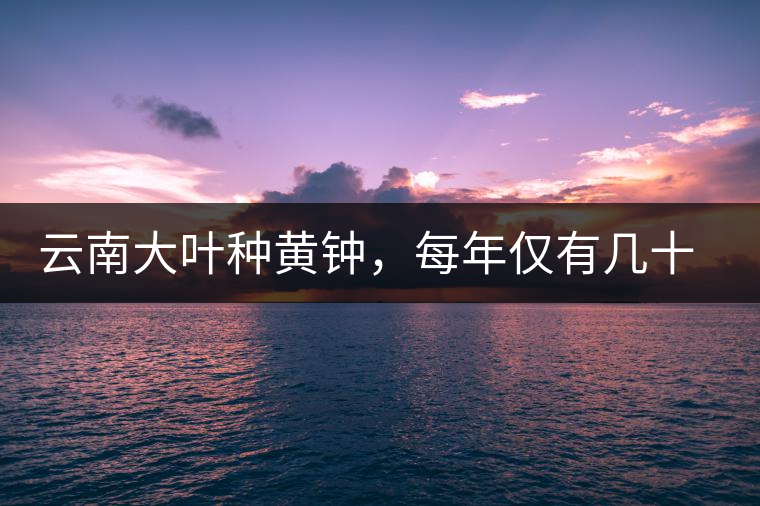 云南大葉種黃鐘，每年僅有幾十公斤的產(chǎn)量，堪稱(chēng)茶界的“大熊貓”