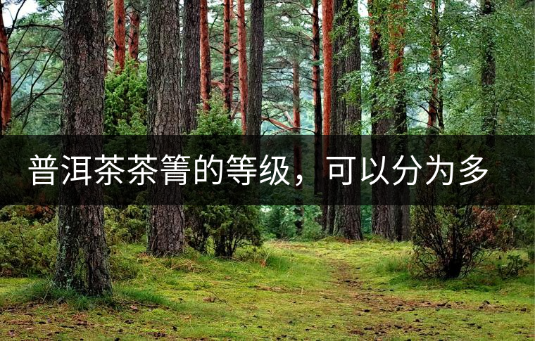 普洱茶茶箐的等級，可以分為多少級？