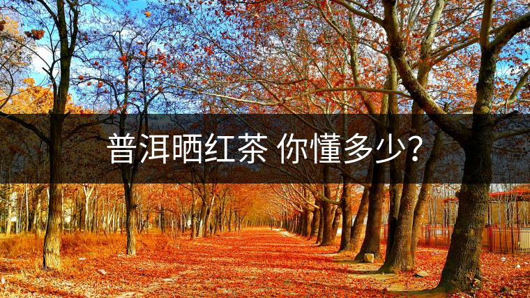 普洱曬紅茶 你懂多少？