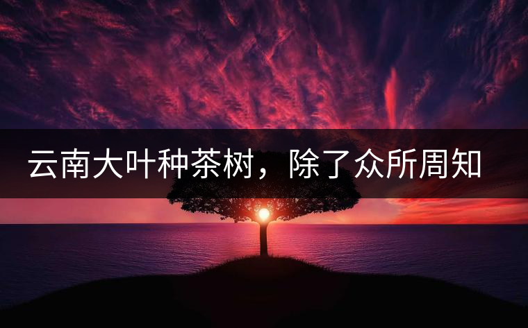 云南大葉種茶樹，除了眾所周知的“勐庫種”“勐海種”以外，還有那些品質(zhì)獨(dú)特的品種呢