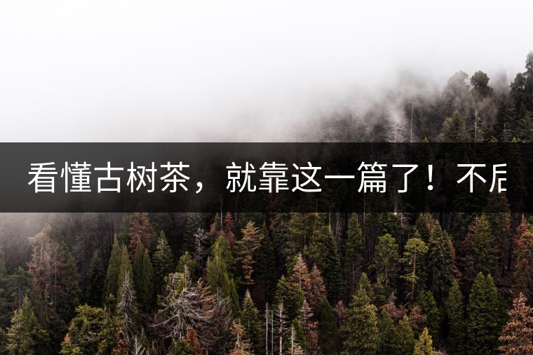 看懂古樹茶，就靠這一篇了！不后悔!