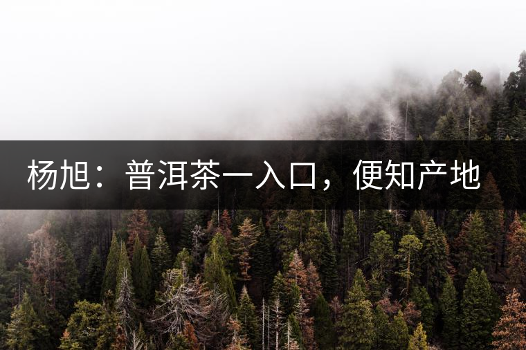 楊旭：普洱茶一入口，便知產(chǎn)地和年份