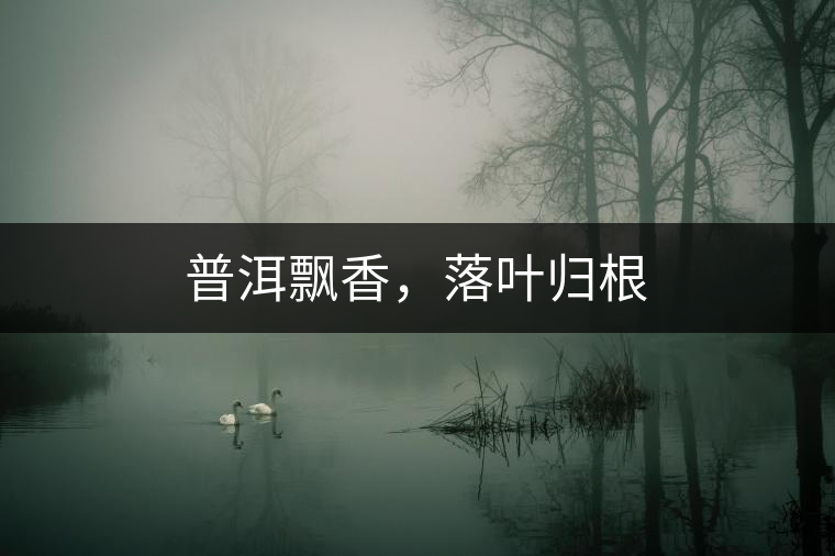 普洱飄香,落葉歸根 普洱飄香,落葉歸根