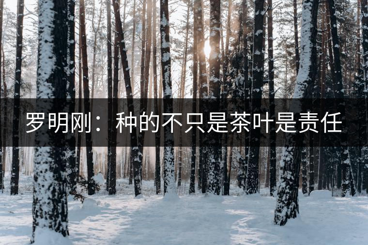 羅明剛：種的不只是茶葉是責(zé)任