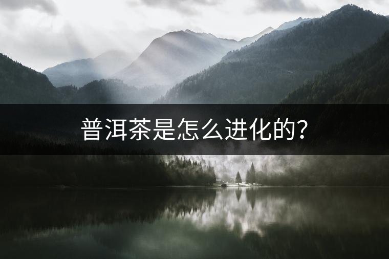 普洱茶是怎么進化的？