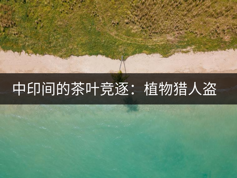 中印間的茶葉競(jìng)逐：植物獵人盜走中國茶種，改變世界茶葉貿(mào)易版圖