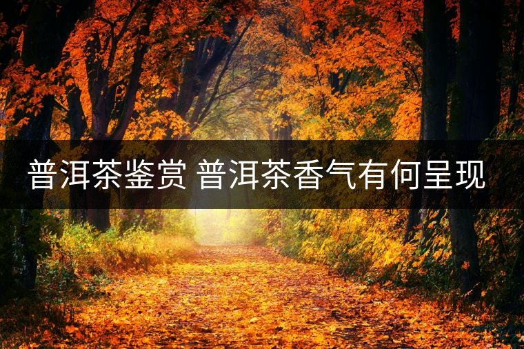 普洱茶鑒賞 普洱茶香氣有何呈現(xiàn)？