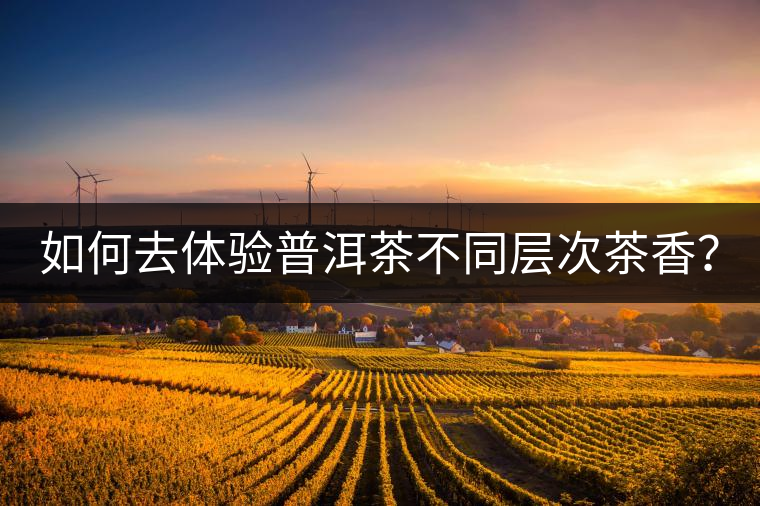 如何去體驗普洱茶不同層次茶香？