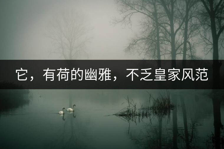 它，有荷的幽雅，不乏皇家風(fēng)范