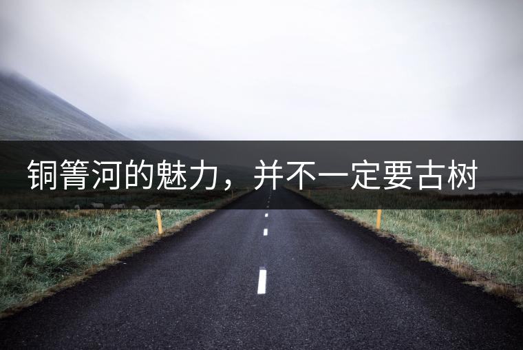 銅箐河的魅力，并不一定要古樹來體現(xiàn)