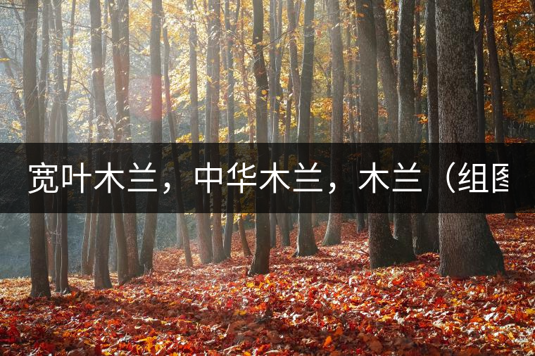 寬葉木蘭，中華木蘭，木蘭（組圖）