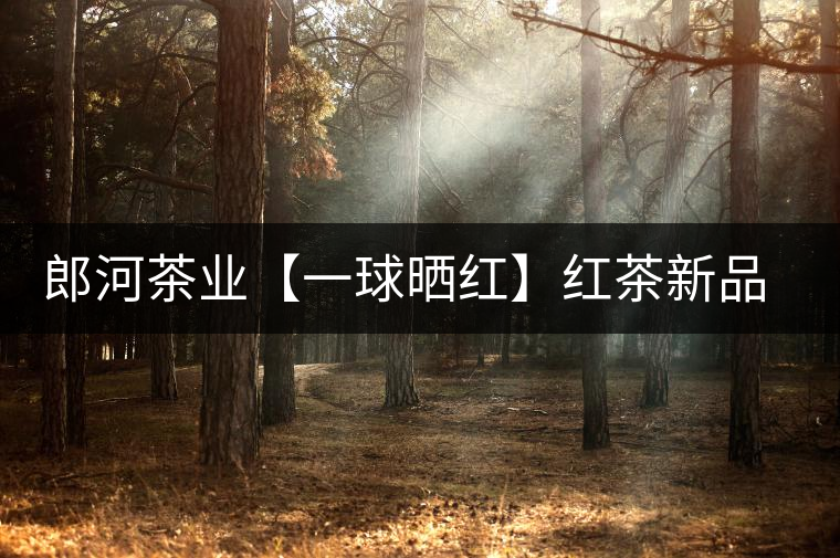 郎河茶業(yè)【一球曬紅】紅茶新品上市 郎河茶業(yè)【一球曬紅】紅茶新品上市