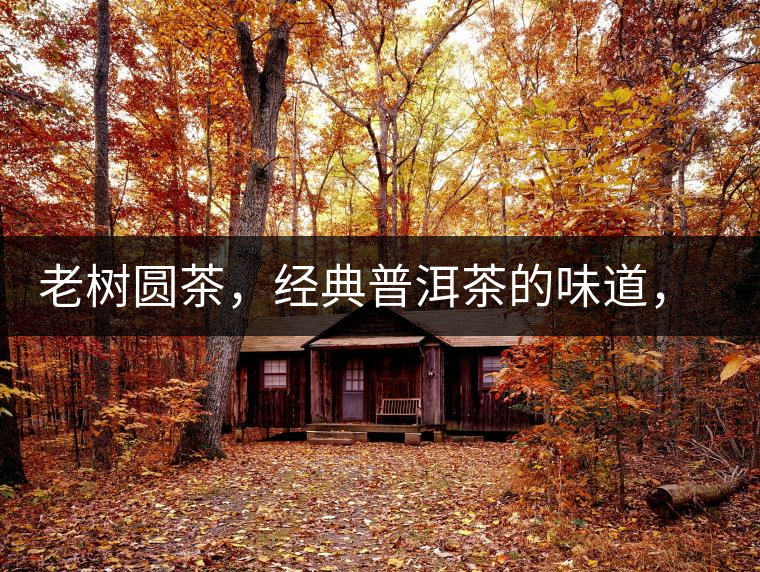 老樹圓茶，經(jīng)典普洱茶的味道，即將上市