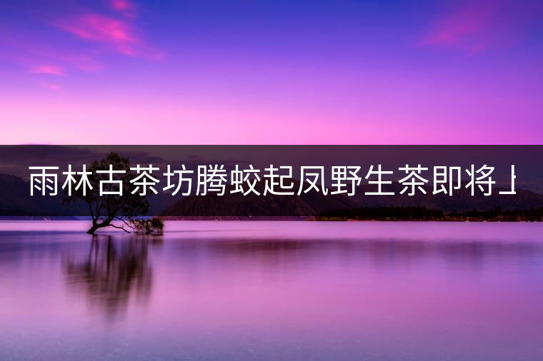 雨林古茶坊騰蛟起鳳野生茶即將上市！